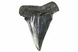 Huge, Fossil Broad-Toothed Mako Tooth - South Carolina #170360-1